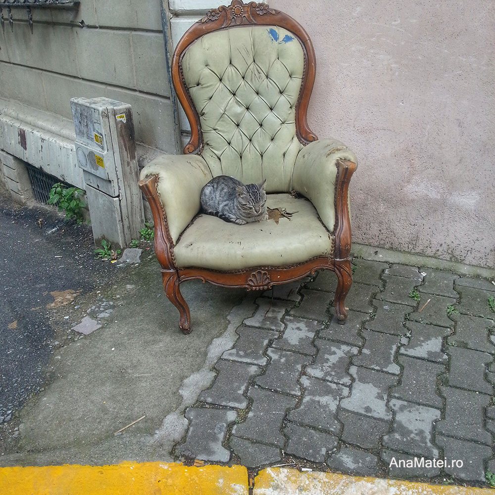 pisici Istanbul